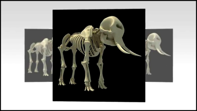 Elephant Skeleton 