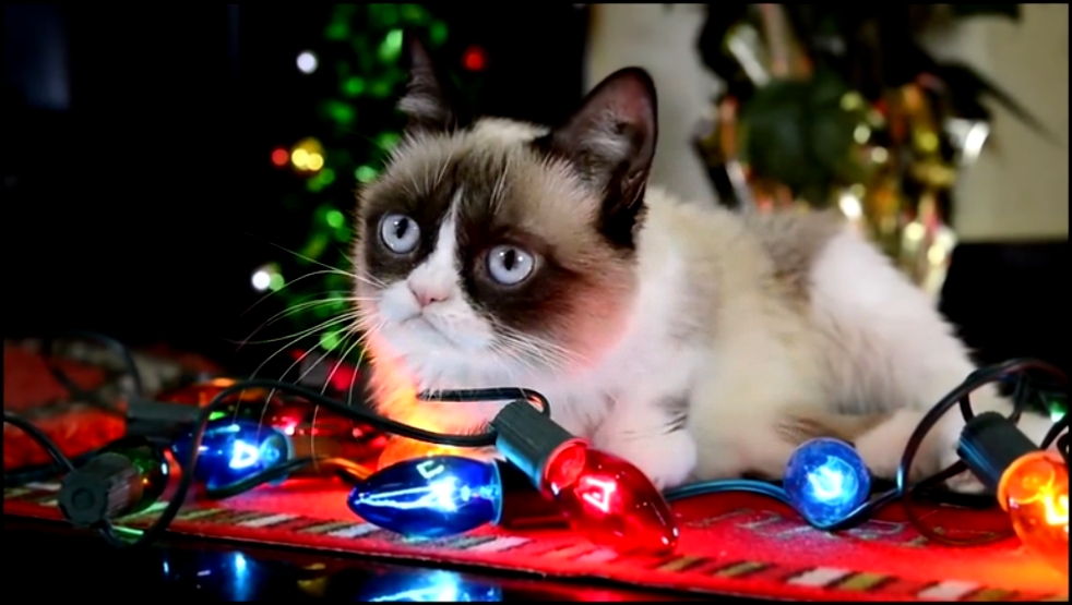 Трудно быть котиком в Рождество (при участии Grumpy cat) 