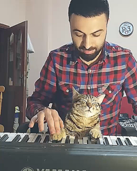 Кот засыпает на пианино 