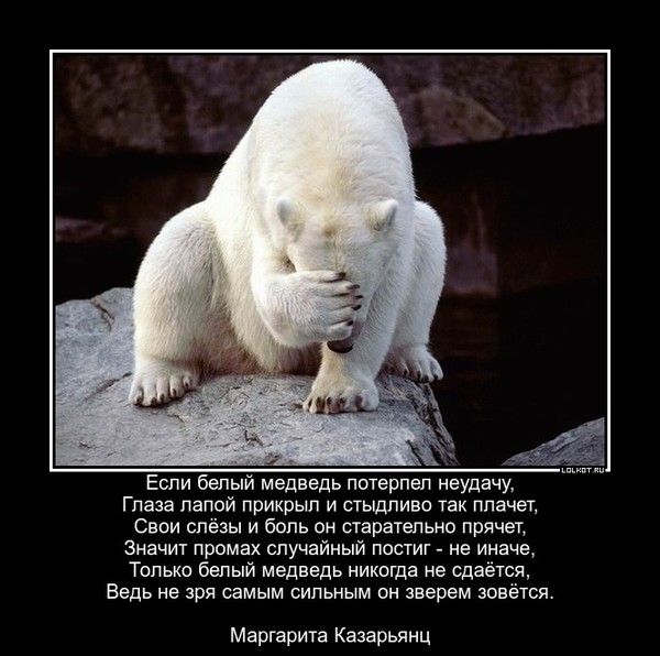 Белый - Медведь
