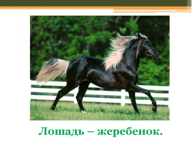 Джаз Мелконова-Дикая лошадь "Волчок"