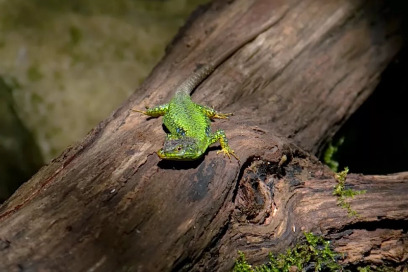Маленький зелёный крокодил