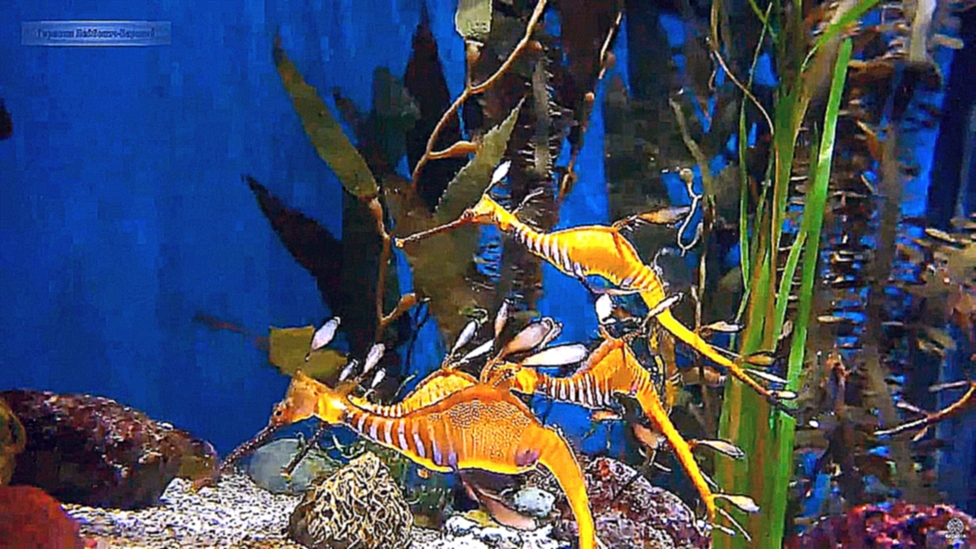 Водный мир Австралии: Травяной (сорный) Морской дракон WaterWorld Weedy Sea Dragon  