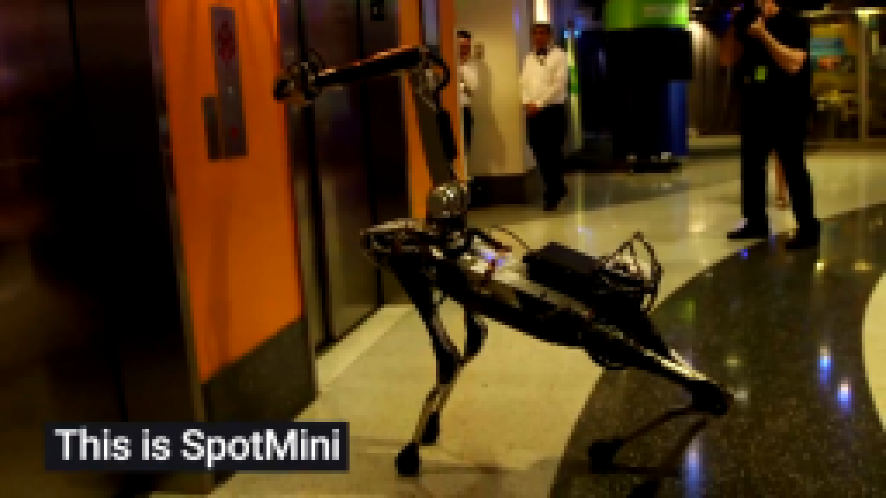 Робот-собака от Boston Dynamics делат фокусы 