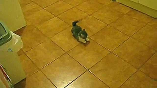Котенок играет со своей тенью  