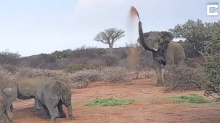 Слон отбивается от носорогов 