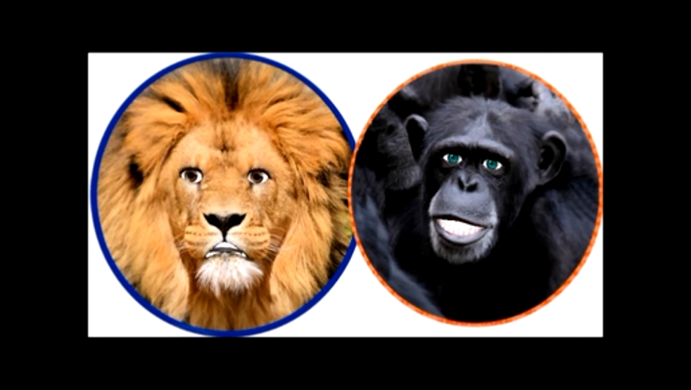 Прикольные животные - лев и обезьяна - рассказывают смешные анегдоты 