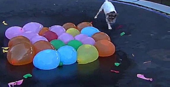 Пёс лопает шарики с водой 