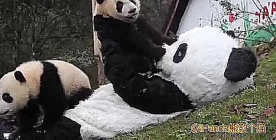 Смотритель заповедника в костюме панды играет с малышами-пандами 
