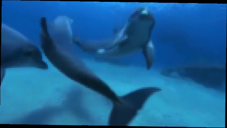 Подводный   Мир   Дельфинов.   Underwater World of Dolphins. 