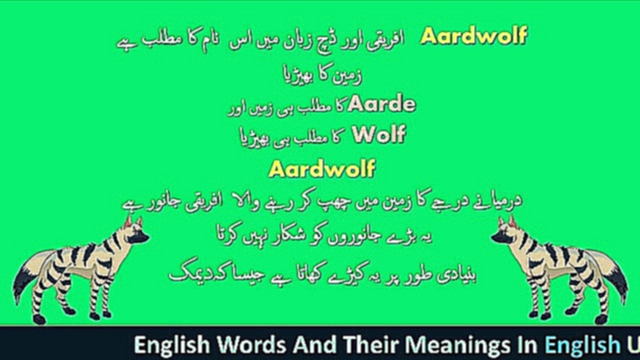 What is the Meaning of Aardwolf in English Urdu And Chinese-Aardwolf-3 in 1 Dictionary-Best Explanat 