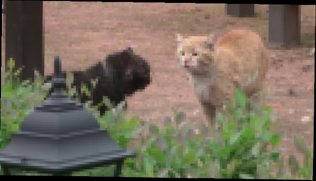 Драка котов, с озвучкой из фильма 