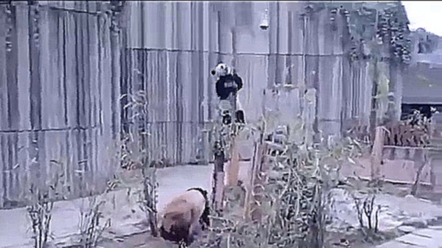 Кунг фу панды в реальной жизни 