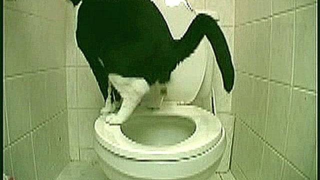 Кот провалился в свой туалет. Приколы про кошек. Юмор+#$@*. 