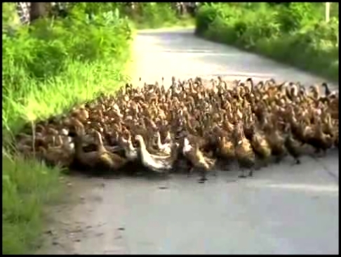 March Of The Ducks (With Rome Total War Soundtrack) 
