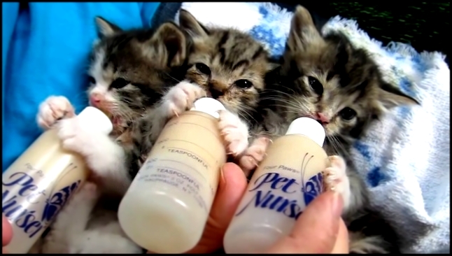 Котята пьют из бутылочек 