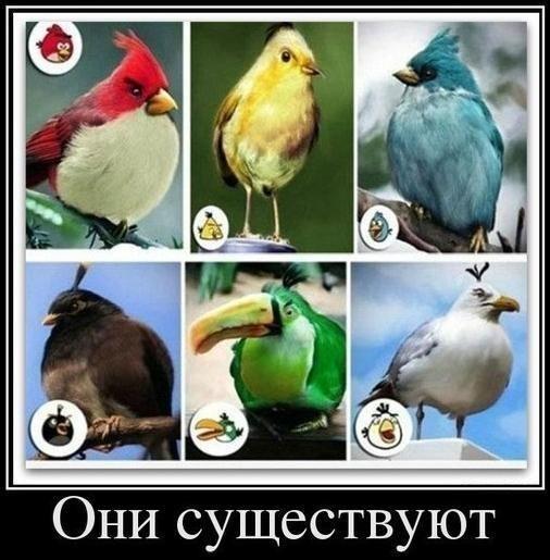 Angry birds - Дабстеп