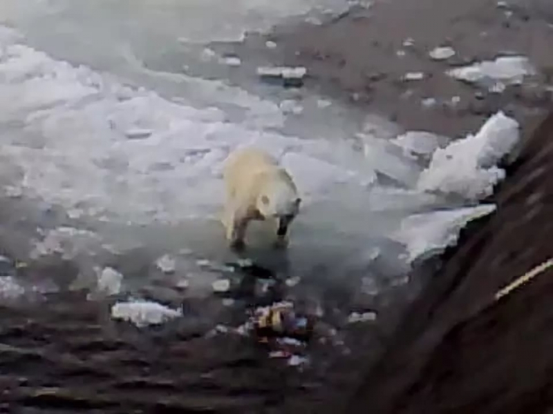 Белый медведь 2013 (adverusic.ru)