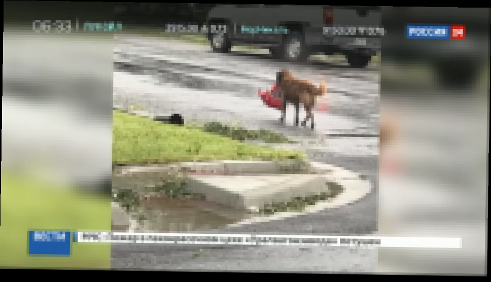 Находчивый пес, спасающийся от урагана "Харви", стал героем Интернета 