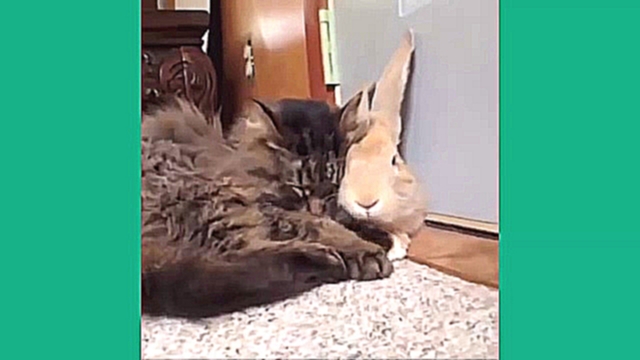 Смешные приколы с котами и кошками, март 2014  