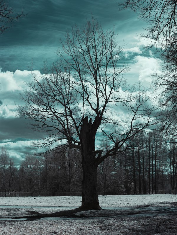 Китнисс Эвердин  (на русском языке (OST Голодные игры Сойка пересмешница 1 часть - Дерево Висельника