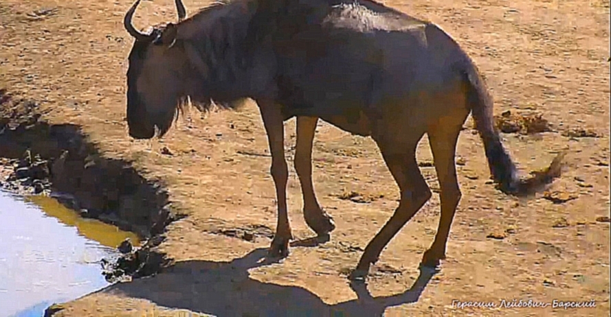 Хромая антилопа гну у водопоя Нкорно в Южной Африке - беззащитная и отставшая от стада 