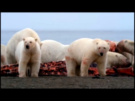 Great Polar Bear Feast 