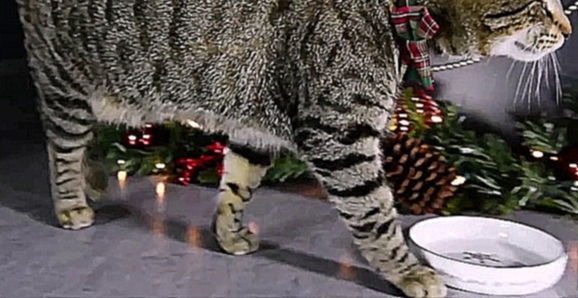 Самые знаменитые коты интернета снялись в рождественском видео 