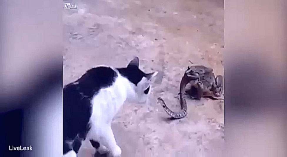 Кот против змеи которую наполовину проглотила жаба 