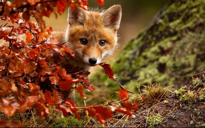 Игра с Осенью - Волшебный платок  дикие животные