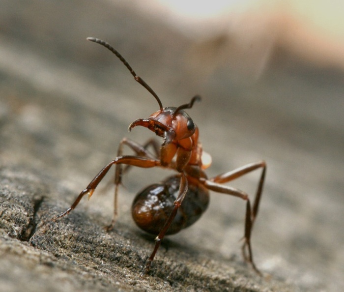 Детям о животных. Чем полезны муравьи для леса?