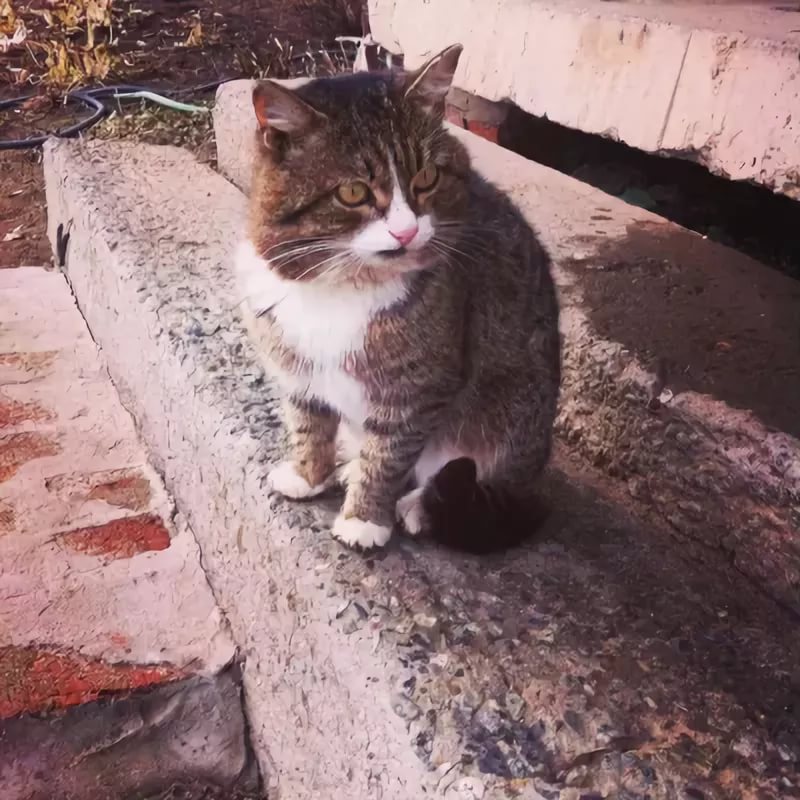 Масяня - Жирный кот