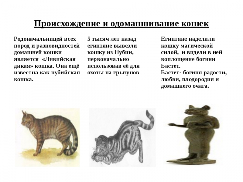 Никита Адоньев - История котёнка рассказ для детей