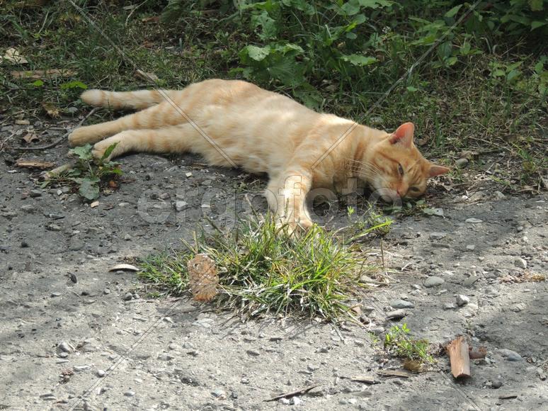 Ленивый кот спект. про Робин Гуда